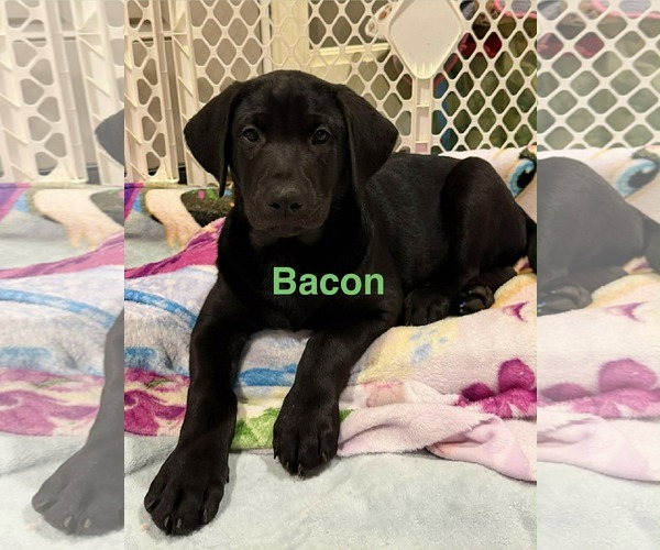 Medium Photo #4 Labrador Retriever-Unknown Mix Puppy For Sale in SHERBURNE, NY, USA
