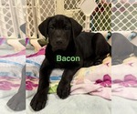 Small #3 Labrador Retriever Mix