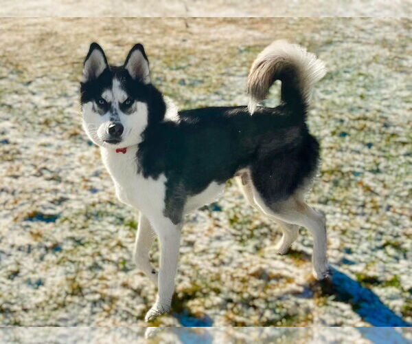 Medium Photo #6 German Shepherd Dog Puppy For Sale in Gretna, NE, USA