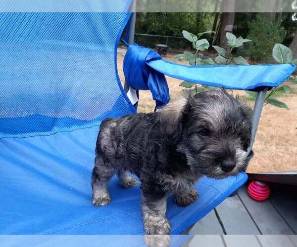 Medium Photo #3 Schnauzer (Miniature) Puppy For Sale in GIG HARBOR, WA, USA