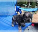 Small Photo #3 Schnauzer (Miniature) Puppy For Sale in GIG HARBOR, WA, USA