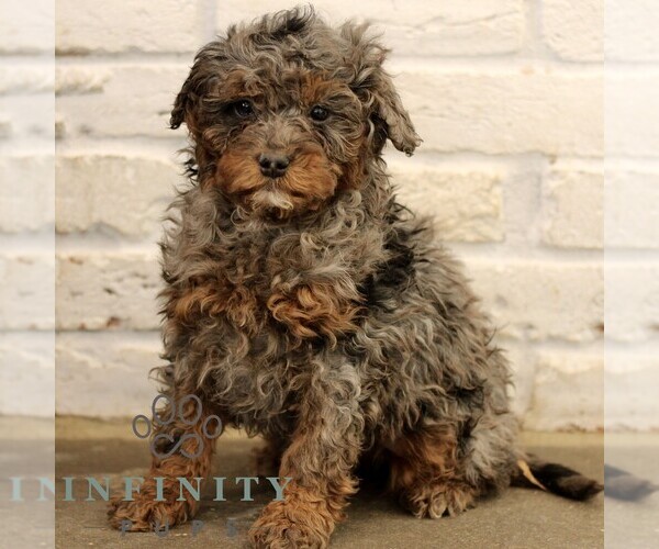 Medium Photo #3 Bernedoodle (Miniature) Puppy For Sale in NARVON, PA, USA