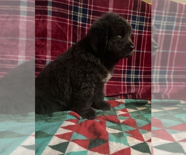 Medium Photo #9 Newfoundland Puppy For Sale in AURORA, IN, USA