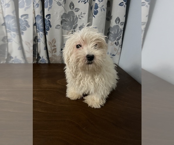 Medium Photo #10 Havanese Puppy For Sale in DURHAM, CT, USA