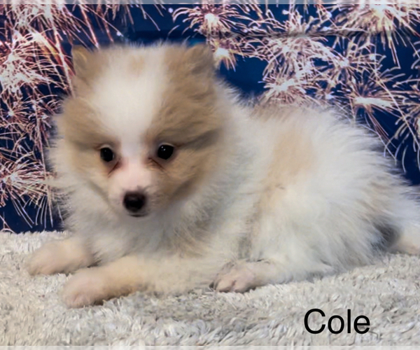 Medium Photo #5 Pomeranian Puppy For Sale in AZLE, TX, USA