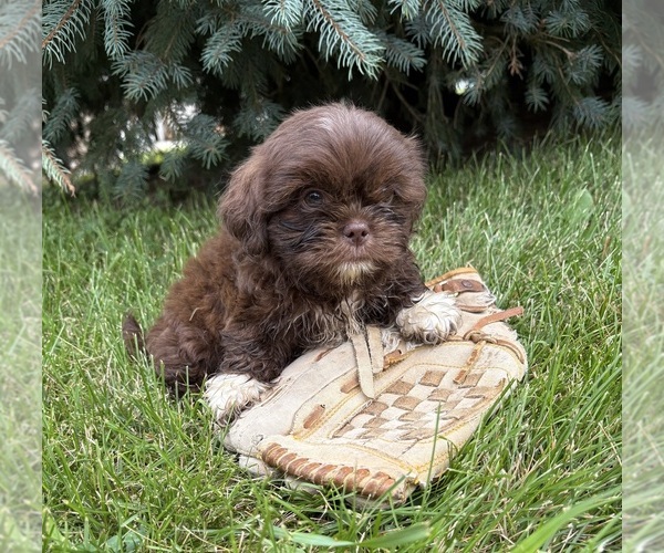 Medium Photo #3 Shih Tzu Puppy For Sale in MIDDLEBURY, IN, USA