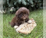 Small #2 Shih Tzu