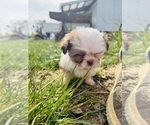 Small Photo #16 Shih Tzu Puppy For Sale in VENETA, OR, USA