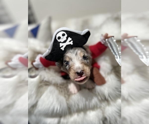 Medium Photo #10 Australian Shepherd Puppy For Sale in NEW BRAUNFELS, TX, USA