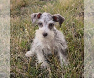 Schnauzer (Miniature) Puppy for sale in BARNESVILLE, KS, USA