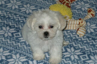 Zuchon Puppy for sale in ORO VALLEY, AZ, USA