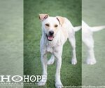 Small Chihuahua-Labrador Retriever Mix