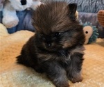 Small Photo #11 Pomeranian Puppy For Sale in MENIFEE, CA, USA