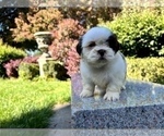 Small #10 Shih Tzu