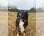 Small Photo #1 Australian Shepherd Puppy For Sale in MCDONOUGH, GA, USA