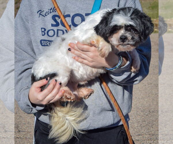 Medium Photo #2 Shih Tzu Puppy For Sale in Huntley, IL, USA