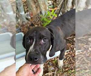 Pointer Dogs for adoption in Fort Lauderdale, FL, USA