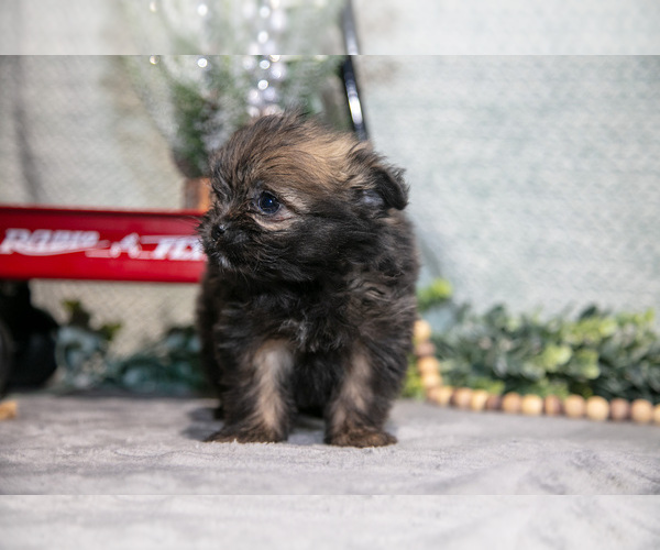 Medium Photo #19 Shiranian Puppy For Sale in SHILOH, OH, USA