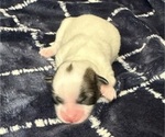 Puppy Forrest Mal-Shi