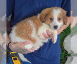 Small #1 Australian Shepherd Mix