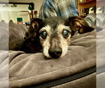 Small Photo #5 Chihuahua-Unknown Mix Puppy For Sale in Fargo, ND, USA