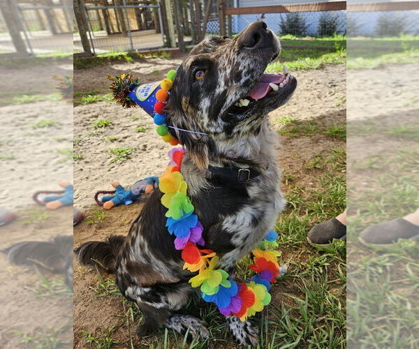 Medium Photo #4 Border-Aussie Puppy For Sale in oakland, FL, USA