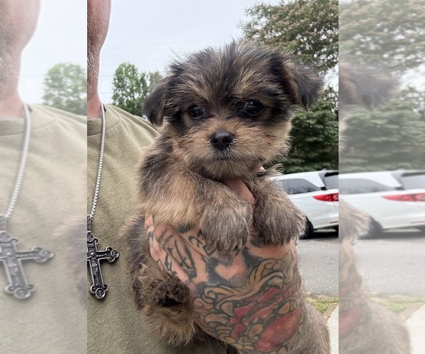 Medium Photo #4 Yorkshire Terrier Puppy For Sale in NEWTON, NC, USA