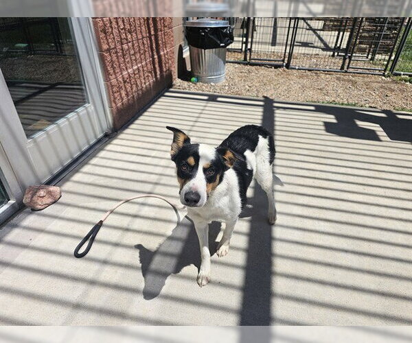 Medium Photo #1 Mutt Puppy For Sale in Pueblo, CO, USA