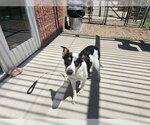 Small Mutt