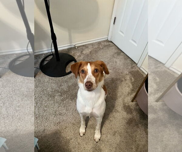 Medium Photo #10 Brittany-Unknown Mix Puppy For Sale in Curwensville, PA, USA