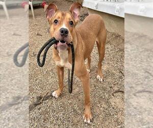 Mutt Dogs for adoption in Peoria, IL, USA