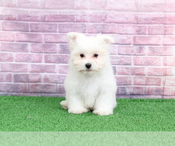 Medium Photo #2 Maltese Puppy For Sale in BEL AIR, MD, USA