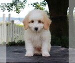 Small Photo #7 Bernedoodle-Poodle (Miniature) Mix Puppy For Sale in NARVON, PA, USA