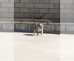 Small #9 French Bulldog