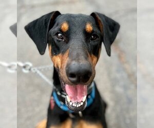 Doberman Pinscher-Unknown Mix Dogs for adoption in Lake Forest, CA, USA