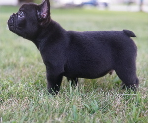 French Bulldog Puppy for sale in HOBART, IN, USA