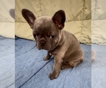 Small #7 French Bulldog