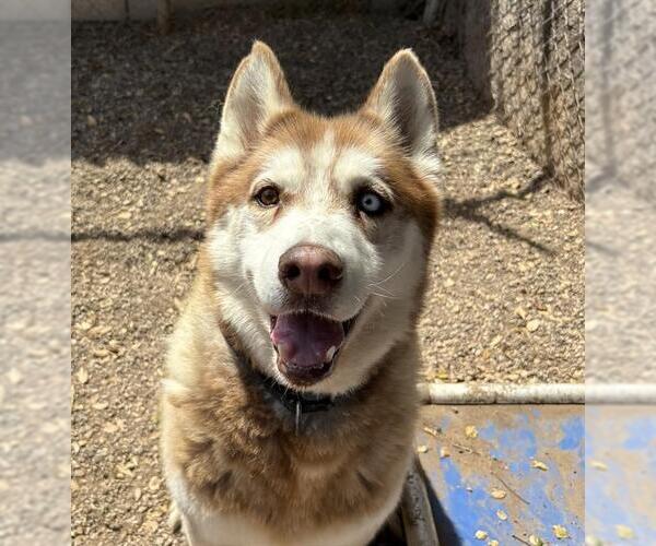 Medium Photo #2 Siberian Husky Puppy For Sale in Santa Barbara, CA, USA