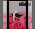 Small #2 Maltipoo (Toy)
