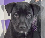 Small #1 American Staffordshire Terrier Mix