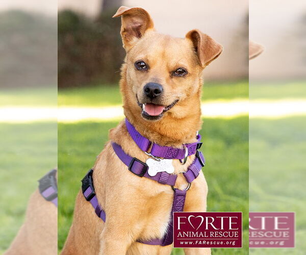 Medium Photo #5 Chihuahua-Unknown Mix Puppy For Sale in Marina del Rey, CA, USA