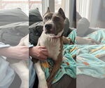 Small #2 American Pit Bull Terrier Mix