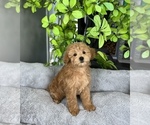 Small Photo #2 Goldendoodle (Miniature) Puppy For Sale in FRANKLIN, IN, USA