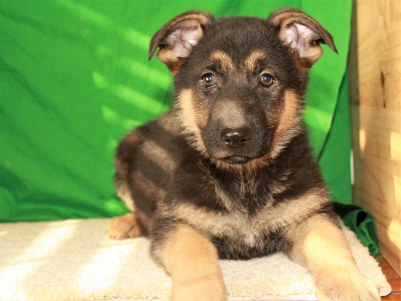 Medium Photo #1 German Shepherd Dog Puppy For Sale in SHAWNEE, OK, USA