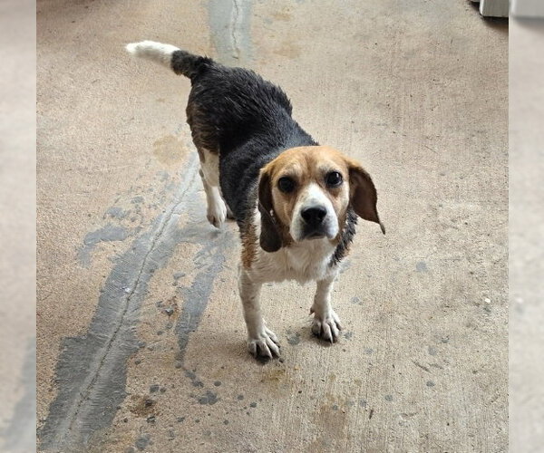 Medium Photo #3 Beagle Puppy For Sale in Las Vegas, NV, USA