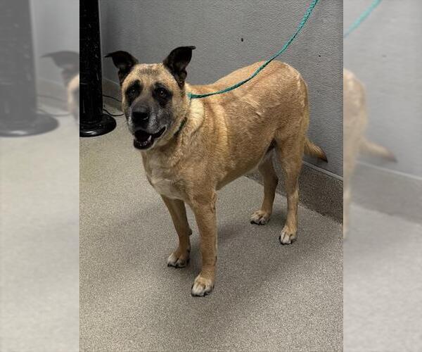 Medium Photo #1 German Shepherd Dog-Unknown Mix Puppy For Sale in Las Vegas, NV, USA