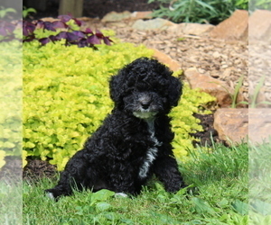 Poodle (Toy) Puppy for sale in NORTH EAST, MD, USA