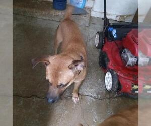 Shepradors Dogs for adoption in San Antonio, TX, USA