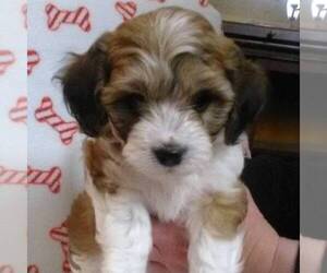 Cavachon Puppy for sale in GALLATIN, MO, USA