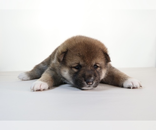 Medium Photo #6 Shiba Inu Puppy For Sale in WINTER PARK, FL, USA